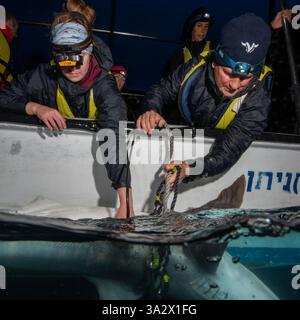 Des chercheurs examinent et étiquettent un requin de sable (Carcharhinus plumbeus) dans la mer Méditerranée. Ces dernières années, ce requin est devenu plus com Banque D'Images
