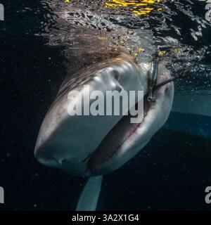 Des chercheurs examinent et étiquettent un requin de sable (Carcharhinus plumbeus) dans la mer Méditerranée. Ces dernières années, ce requin est devenu plus com Banque D'Images