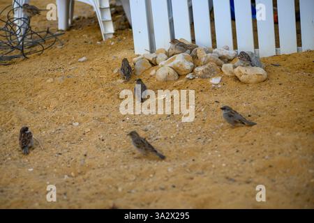 Un troupeau de moineau domestique (passer domesticus عصفور دوري ) photographié à la mer morte, en Israël, en février Banque D'Images