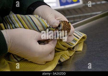 Un vétérinaire vérifie un faucon faucon عوسق faucon faucille faucille faucille récemment admis photographié à l'Hôpital israélien de la faune, Ramat G. Banque D'Images