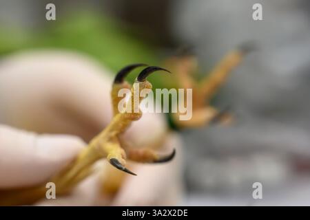 Gros plan des griffes et des talons d'un faucon créceril commun Falco tinnunculus عوسق photographié à l'Hôpital israélien de la faune, Ramat Gan, Israël Banque D'Images
