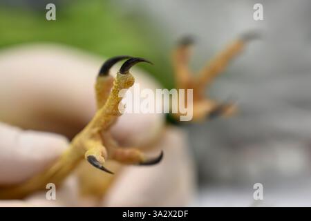 Gros plan des griffes et des talons d'un faucon créceril commun Falco tinnunculus عوسق photographié à l'Hôpital israélien de la faune, Ramat Gan, Israël Banque D'Images