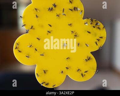 Gros plan d'un piège jaune collant recouvert d'insectes. Banque D'Images