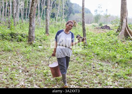 Femme asiatique collectant le latex naturel de l'arbre à caoutchouc sur le terrain Banque D'Images