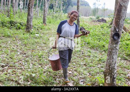 Femme asiatique collectant le latex naturel de l'arbre à caoutchouc sur le terrain Banque D'Images