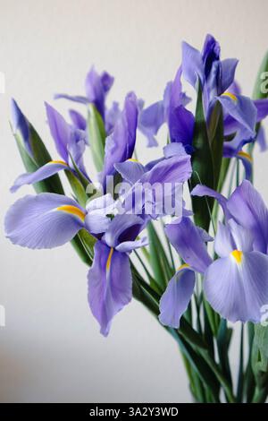 Bouquet de fleurs d'iris violettes vibrantes, pétales délicats, tiges vertes. Banque D'Images