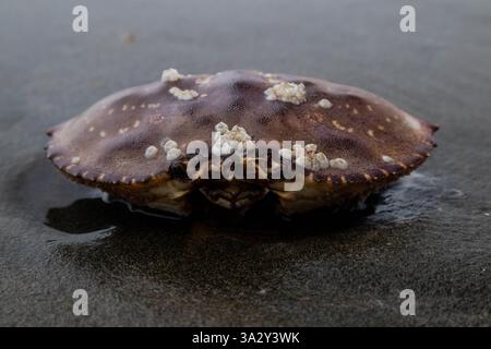 Le crabe mort couvert de Barnacle repose sur du sable humide au bord de l’eau. Banque D'Images