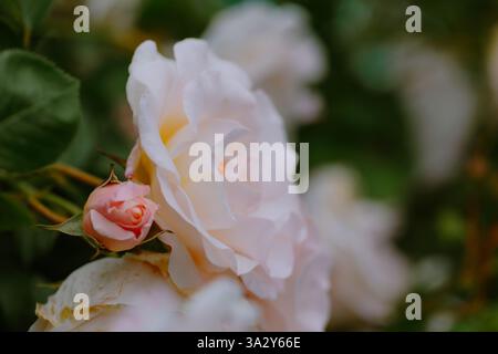 Roses roses douces et blanches en pleine floraison avec des feuilles vertes luxuriantes Banque D'Images