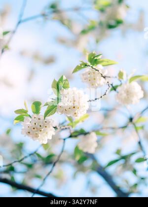 Les cerisiers fleurissent sur une branche au printemps. Banque D'Images