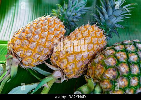 Gros plan d'ananas mûrs sur feuille de banane Banque D'Images