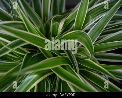 Gros plan d'une araignée vibrante avec de longues feuilles vertes panachées Banque D'Images