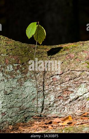 Un petit germe de hêtre pousse devant un grand tronc d'arbre dans le parc national de la Suisse saxonne, en automne. Banque D'Images