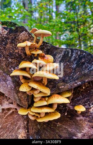Les champignons jaunes poussent sur un grand tronc d'arbre dans le parc national de la Suisse saxonne, en automne. Banque D'Images