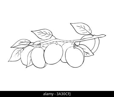 Abricots poussant sur branche d'arbre. Bouquet de fruits dessinés à la main avec des feuilles. illustration isolée sur fond blanc Illustration de Vecteur