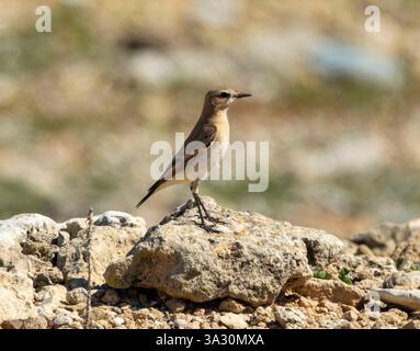 Isabelline Wheatear (enanthe isabellina) perchée sur un rocher, Paphos, Chypre Banque D'Images
