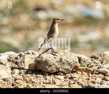 Isabelline Wheatear (enanthe isabellina) perchée sur un rocher, Paphos, Chypre Banque D'Images