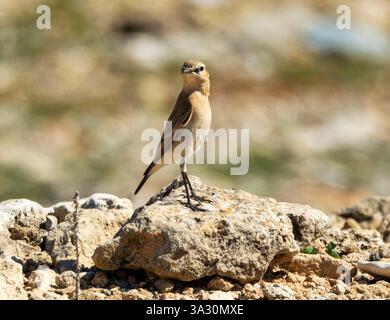 Isabelline Wheatear (enanthe isabellina) perchée sur un rocher, Paphos, Chypre Banque D'Images