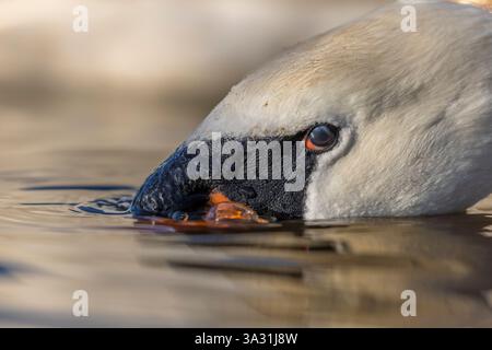 Angle bas, gros plan détaillé de la tête d'un cygne muet plongeant dans l'eau (Cygnus olor), œil grand ouvert. Incroyable faune britannique. Banque D'Images