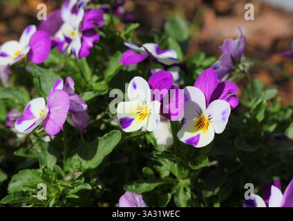 Un gros plan de la Pansy, Viola × wittrockiana. Banque D'Images
