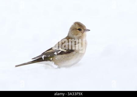 Femelle chaffinch commun (Fringilla coelebs) dans la neige en hiver. Banque D'Images