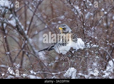 Fieldfare (Turdus pilaris) perché dans un buisson enneigé au début du printemps. Banque D'Images