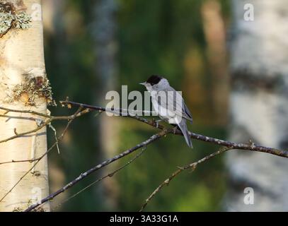 Mâle à tête noire eurasienne (Sylvia atricapilla) perché sur une branche dans la forêt au printemps. Banque D'Images
