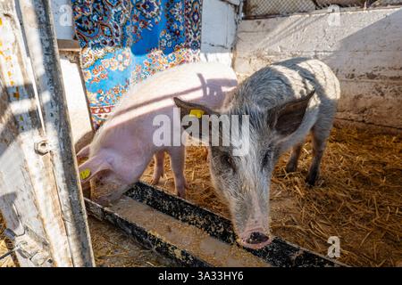 Un jeune cochon domestique à queue bouclée rose et une jeune planche sauvage domestiquée se nourrissant ensemble au creux. Grand angle, bas, gros plan, pas de peop Banque D'Images