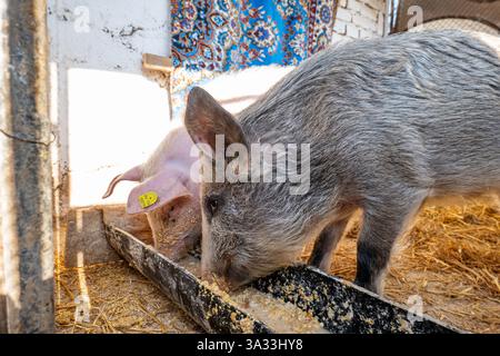 Un jeune cochon domestique à queue bouclée rose et une jeune planche sauvage domestiquée se nourrissant ensemble au creux. Grand angle, bas, gros plan, pas de peop Banque D'Images