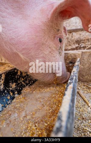 Jeune porc domestique, rose, à queue bouclée, se nourrissant à l'abreuvoir. Grand angle, bas, gros plan, personne Banque D'Images