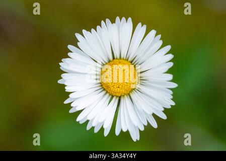 Une photo macro détaillée capturant les textures délicates et les couleurs vives d'un Bellis perennis, communément appelé la Marguerite commune, sur un gr doux Banque D'Images