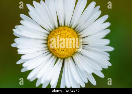 Une superbe photo macro capturant les détails fins d'une fleur blanche en forme de Marguerite, centrée sur son centre jaune vif entouré de délicats pétales blancs. Banque D'Images