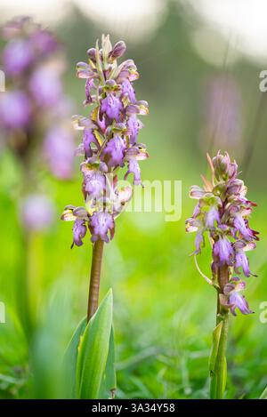 Une image vibrante capturant deux orchidées de l'Himantoglossum robertianum en pleine floraison, sur un fond vert et doux, mettant en évidence la nature délicate b Banque D'Images