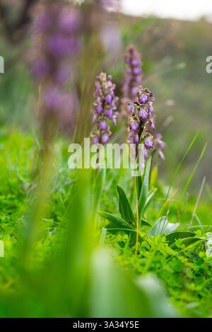 Les orchidées vives de l'Himantoglossum robertianum fleurissent dans une mer de verdure fraîche, mettant en valeur leurs fleurs violettes distinctives dans un settin naturel de prairie Banque D'Images
