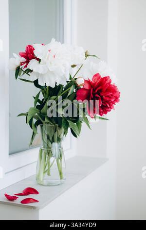 Un arrangement frais de pivoines rouges et blanches dans un vase en verre transparent, élégamment placé sur un rebord de fenêtre blanc. Les pétales dispersés s'ajoutent gracieusement à la sce Banque D'Images