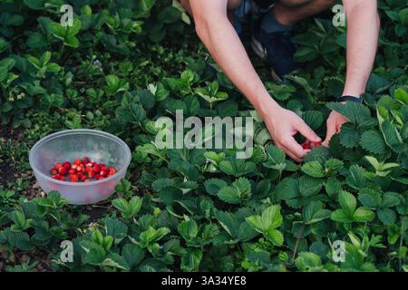 Mains cueillant des fraises mûres à partir de plantes vertes luxuriantes dans un récipient. La scène capture l'essence du jardinage biologique et la joie de la récolte Banque D'Images