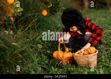 Un enfant dans une chemise à carreaux rouge et un chapeau d'hiver ramasse des oranges dans des paniers au milieu de la verdure dans un verger. La scène représente une harve d'automne en plein air sereine Banque D'Images