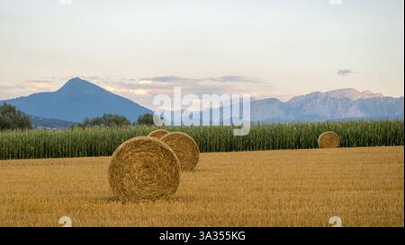 Vue panoramique de balles de foin rondes dans un champ de blé doré, avec les montagnes majestueuses de la Genève rurale en arrière-plan. Banque D'Images