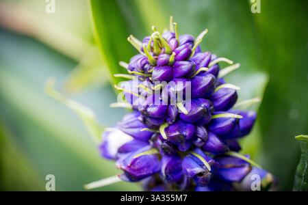 Un gros plan détaillé des fleurs violettes vibrantes de Dichorisandra thyrsiflora, mettant en valeur leur formation groupée unique et leur foli vert subtil Banque D'Images