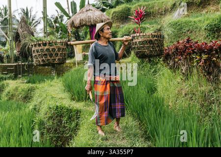 Un homme en tenue traditionnelle balinaise travaille dans un champ de riz luxuriant à Bali, en Indonésie, portant des paniers remplis de produits frais. Banque D'Images
