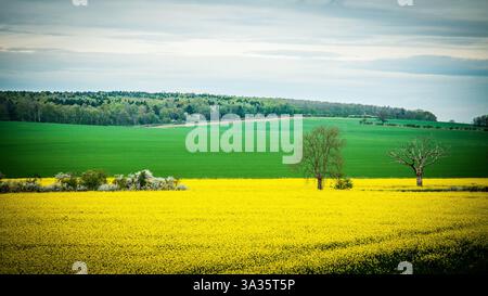 Champs de colza dans le nord de Londres Banque D'Images
