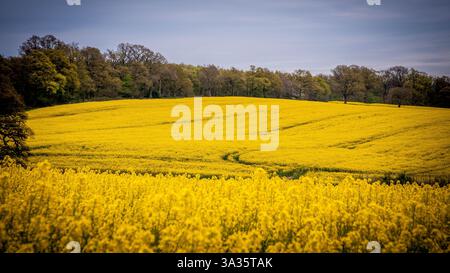 Champs de colza dans le nord de Londres Banque D'Images
