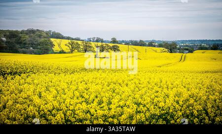 Champs de colza dans le nord de Londres Banque D'Images