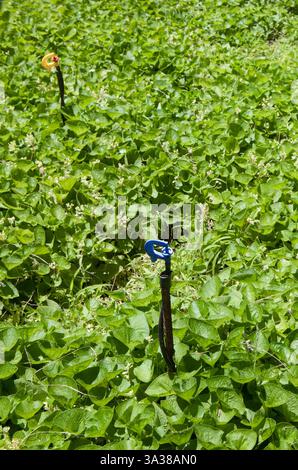 Système d'irrigation micro-arroseurs rotatifs à pointes au travail. EQUIPEMENT de jardinage pour irrigation goutte à goutte Banque D'Images