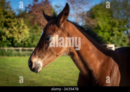 Mère cheval et poulain profiter du soleil dans un champ Banque D'Images