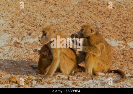 Chacma babouin, (Papio ursinus), mère soignée, tout en allaitant, bébé aux yeux brillants, parc national de Chobe, Botswana Banque D'Images