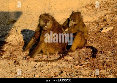 Chacma babouin, (Papio ursinus), mère soignée, tout en allaitant, bébé aux yeux brillants, parc national de Chobe, Botswana Banque D'Images