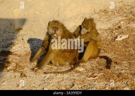 Chacma babouin, (Papio ursinus), mère soignée, tout en allaitant, bébé aux yeux brillants, parc national de Chobe, Botswana Banque D'Images