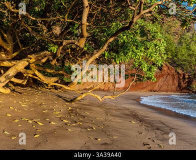 Faux Kamini sur le sable rouge de la plage de Koki avec les murs rouges de Ka iwi o Pele, Koki Beach Park, Hana, Maui, Hawaii, ÉTATS-UNIS Banque D'Images