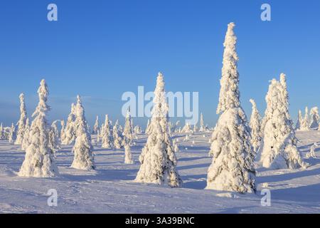 Forêt de Tykky / épinettes couvertes de neige sur la taïga en hiver, parc national de Riisitunturi en Laponie finlandaise près de Posio, Koillismaa, Finlande Banque D'Images