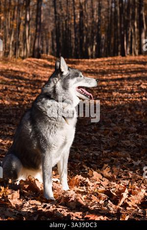 Portrait de côté d'un chien Husky assis sur le sentier forestier d'automne avec la langue sortie Banque D'Images